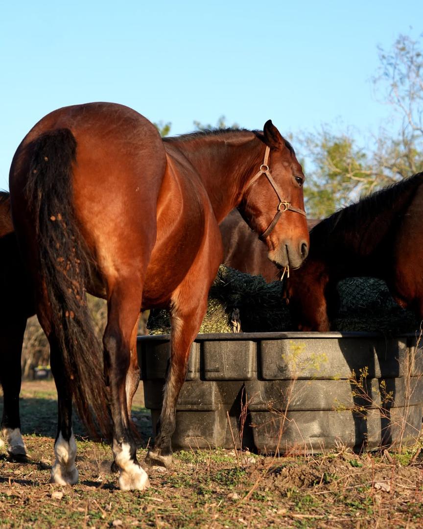 Belle - rescued horse